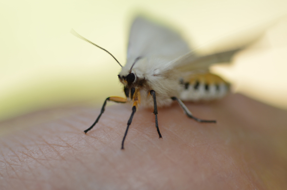 Falena da identificare - Spilosoma luteum,  Erebidae Arctiinae